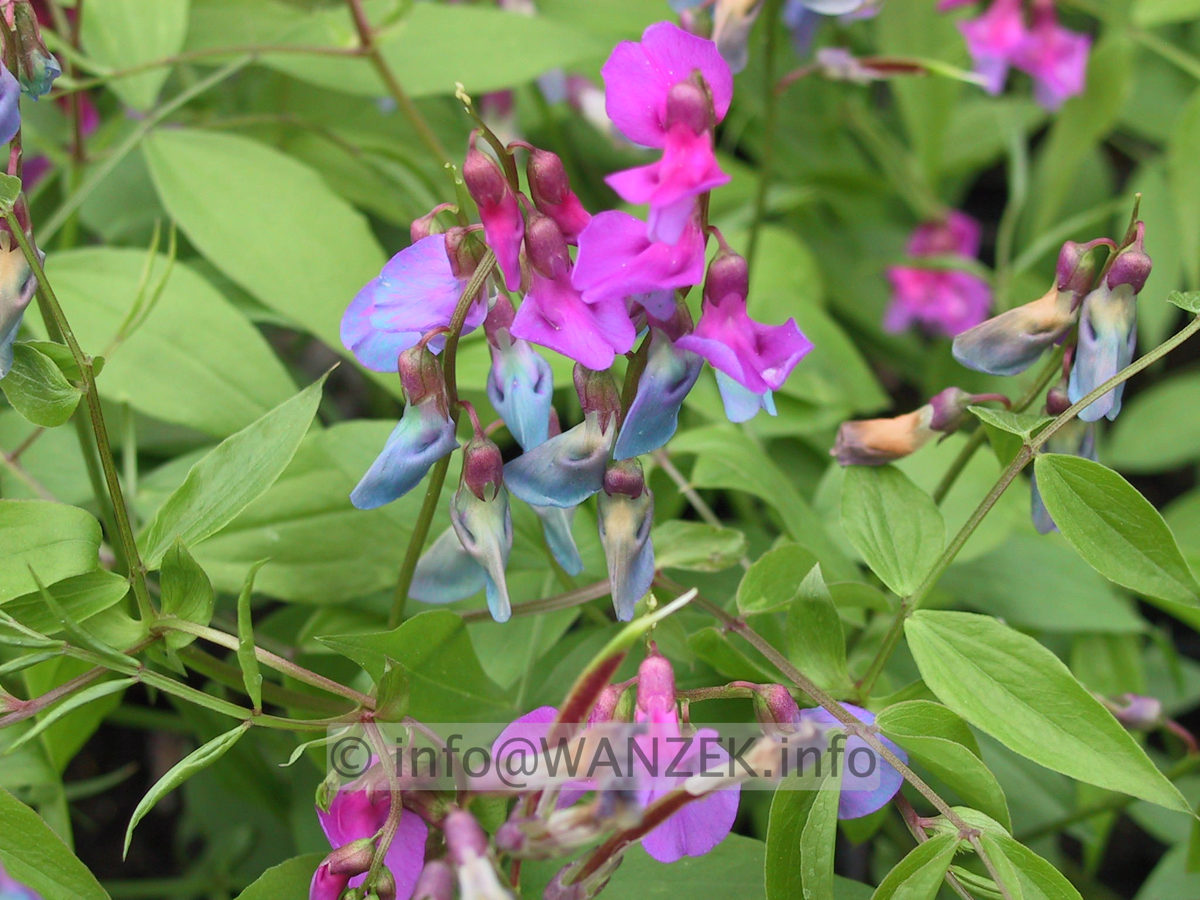 Lathyrus vernus 2.JPG